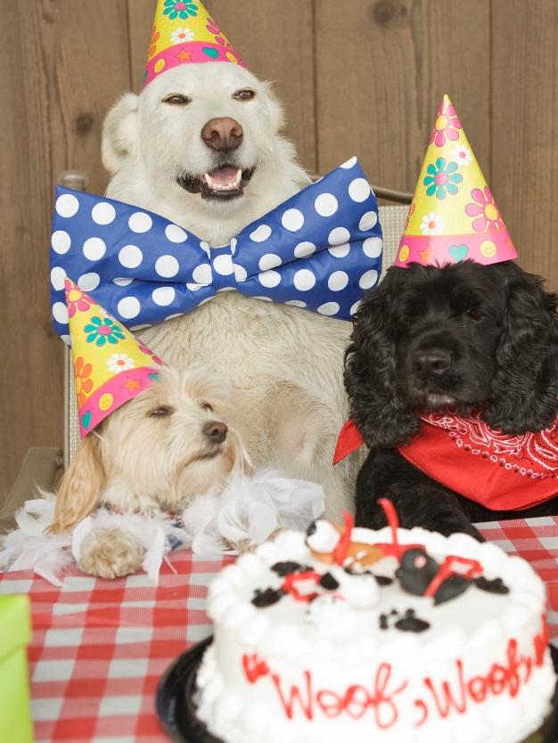 Doggy birthday parties are the latest trend for pampered pooches.