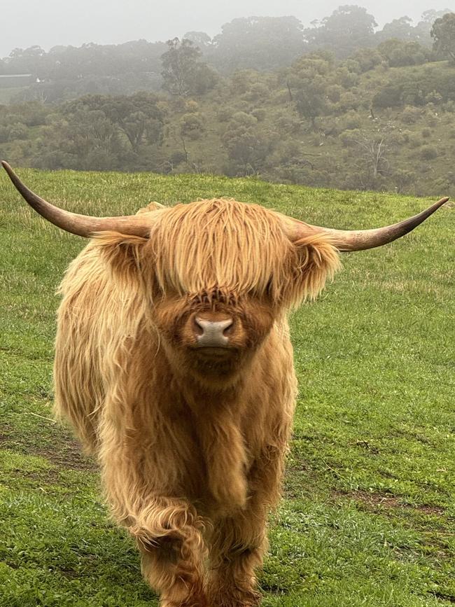 Rahley the 600kg Highland steer has been found. Picture: Michael Trenerry/Facebook