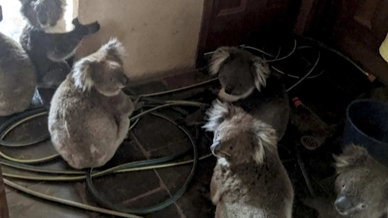 Thousands of koalas have died in the fires. These koalas were moved into a South Australian home to keep them safe from the flames. Picture: Adam Mudge via AP