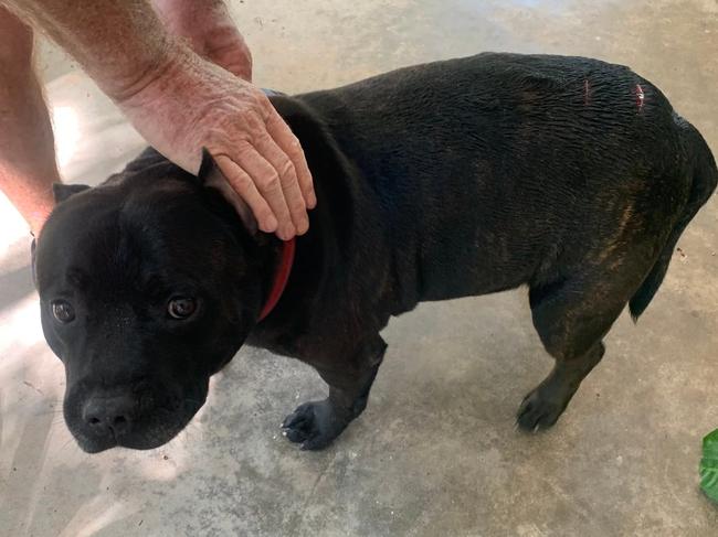 Dog fights off two-metre crocodile