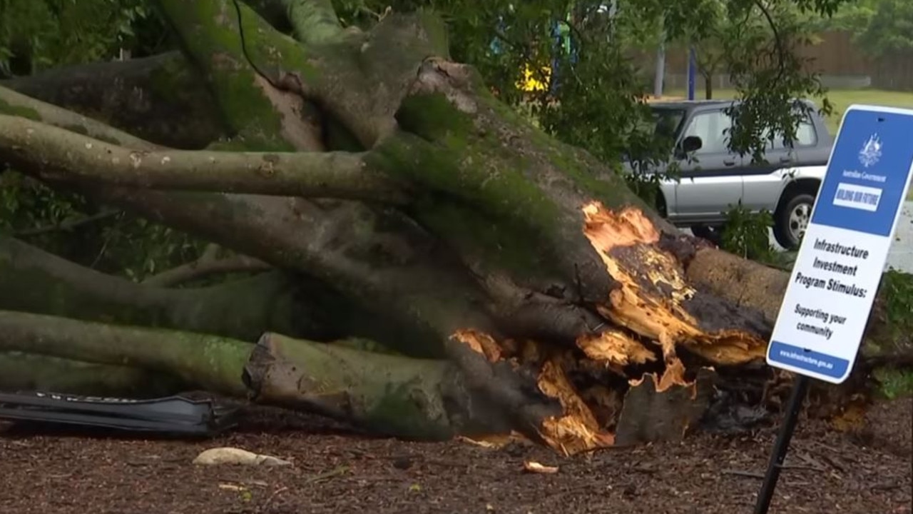 An uprooted tree on Bribie. Picture: Sunrise/Channel 7