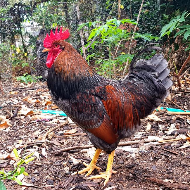 For illustrative purposes only: a rooster. Note well: not the rooster that was making a cock of itself.