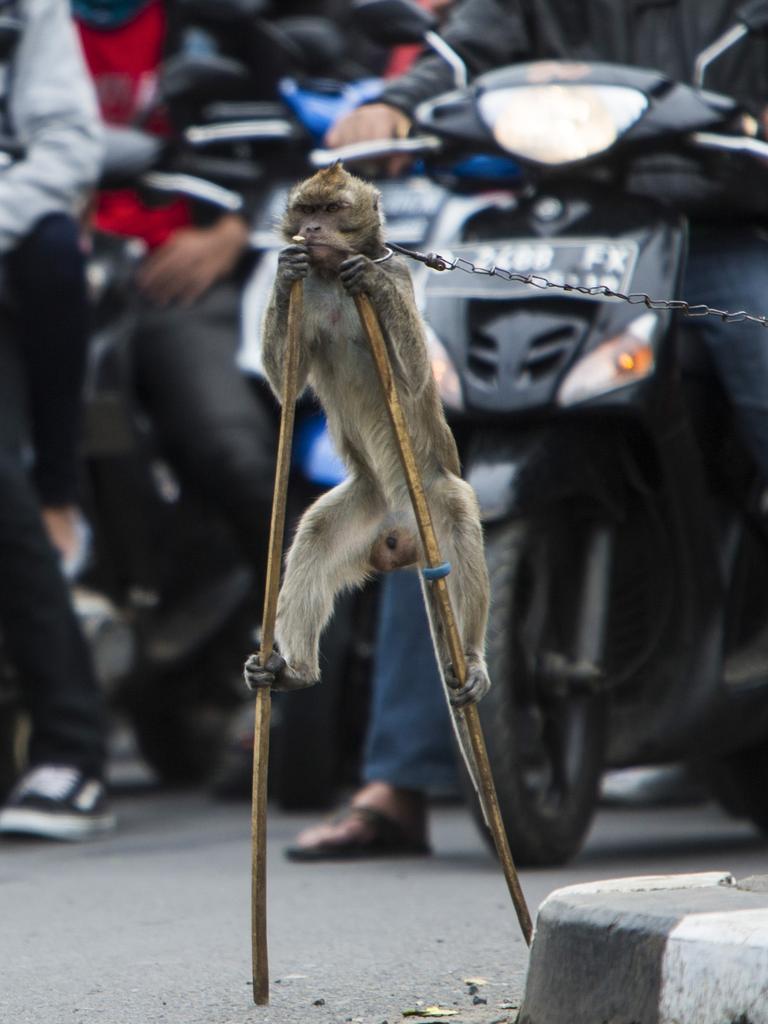 Chained up baby monkeys 'sold illegally in Bali market