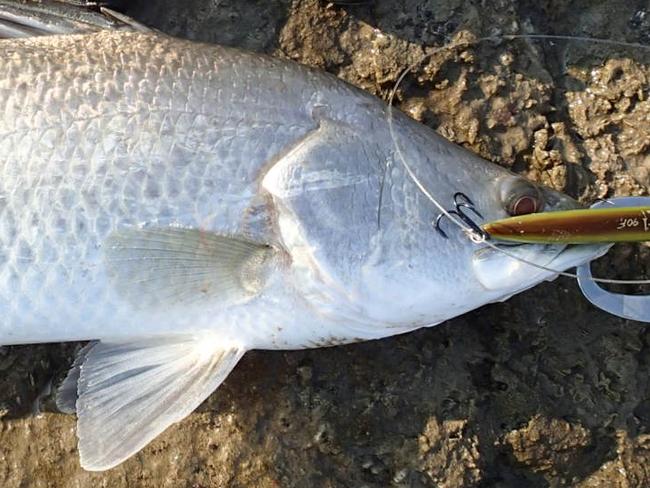 Small barramundi are happy to strike at a lure even when the water temperature is changing HIRO