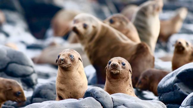 Seal pups on Phillip Island have decreased by one third. Photo: Phillip Island Nature Parks.