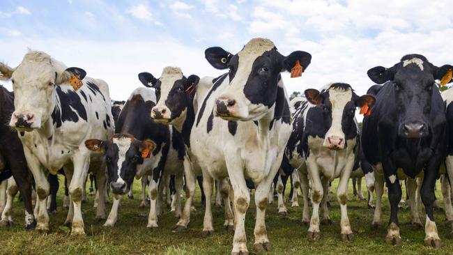 Dairy giant Fonterra wants to get back to basics. Picture: Dannika Bonser