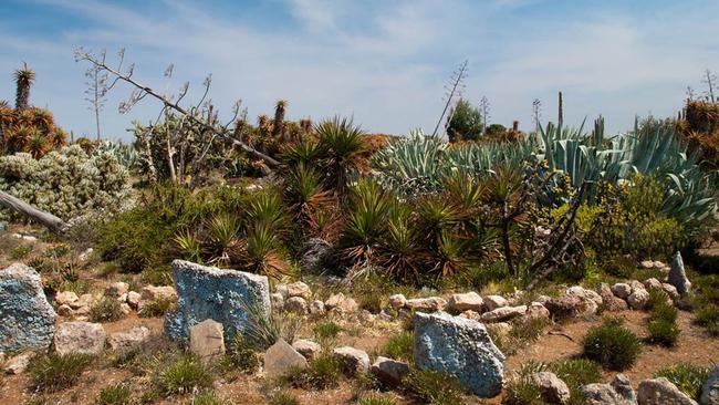 The Cactus Ranch garden as it looked today.