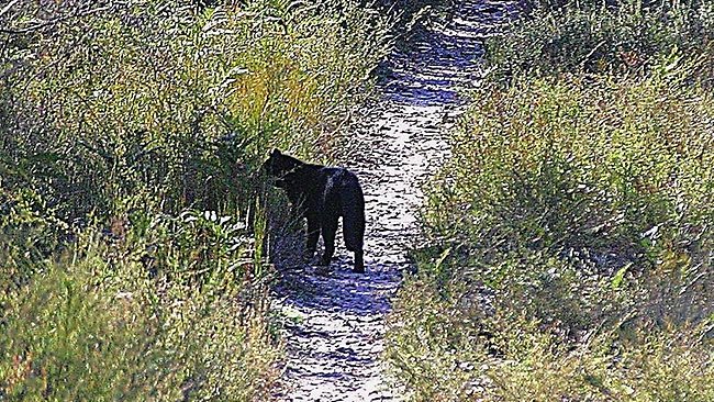 Hunt for puma like cats goes flat The Courier Mail