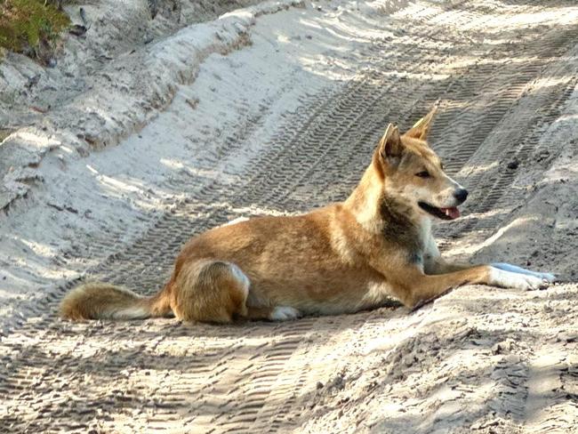 Des Houghton pic of fraser island dingo