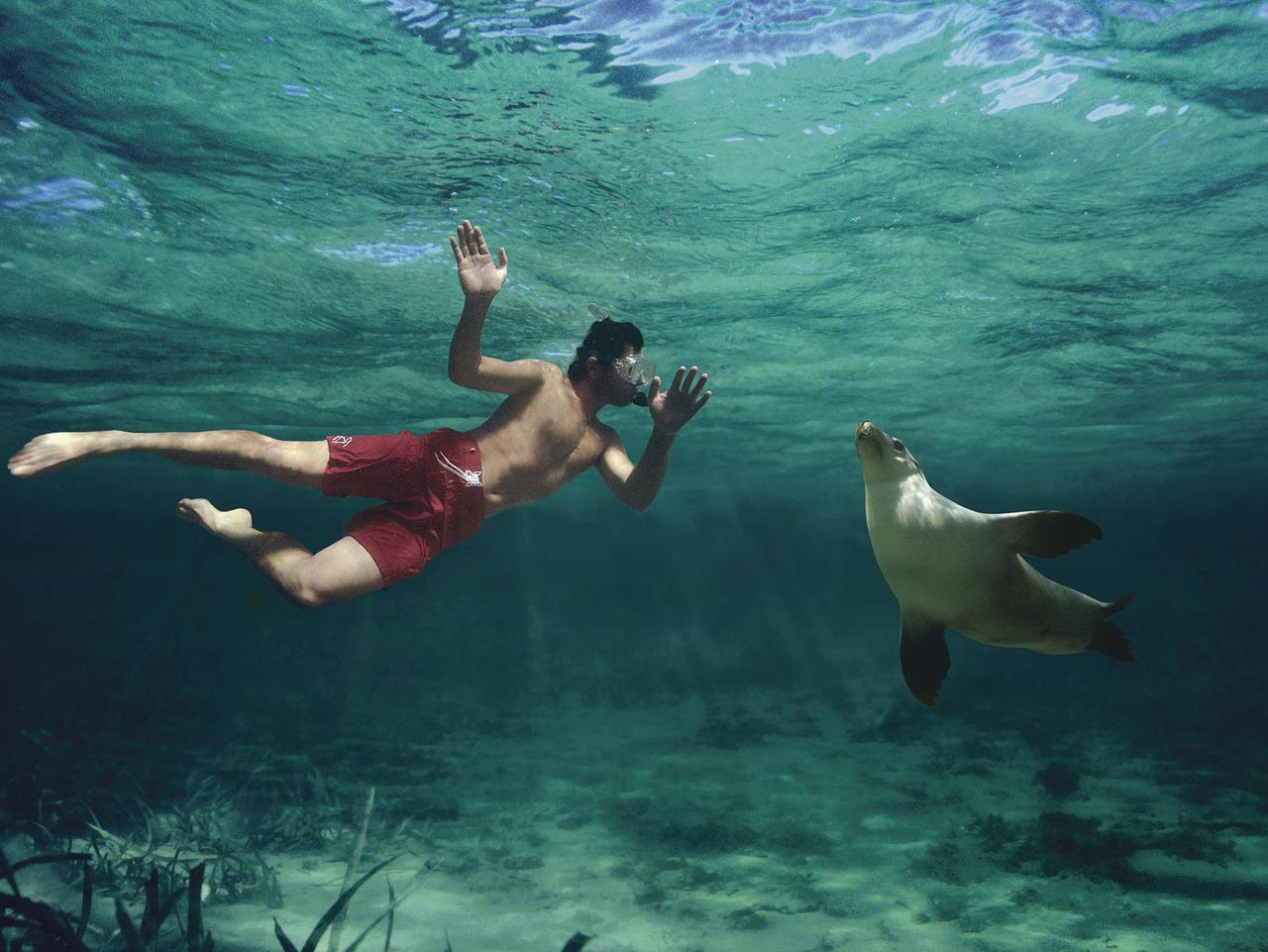 Swimming with the Sea Lions, Eyre Peninsula, Baird Bay, South Australia. Picture: SATC/Caroline Fisher