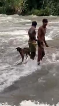 Locals rescue stray dog stranded on river rapids