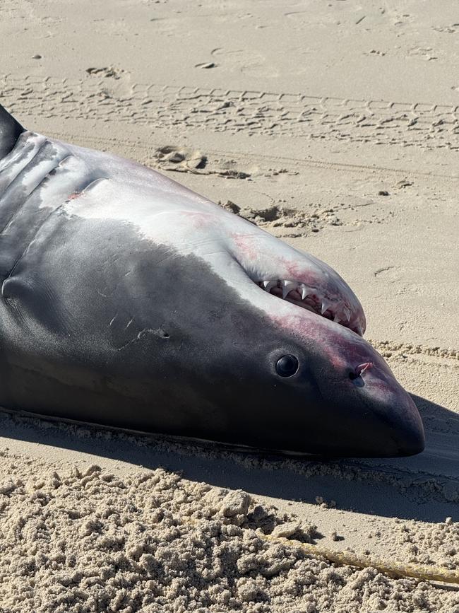 It is the fourth great white shark to wash up on the shores in a matter of weeks. Picture Casey Treloar/7News