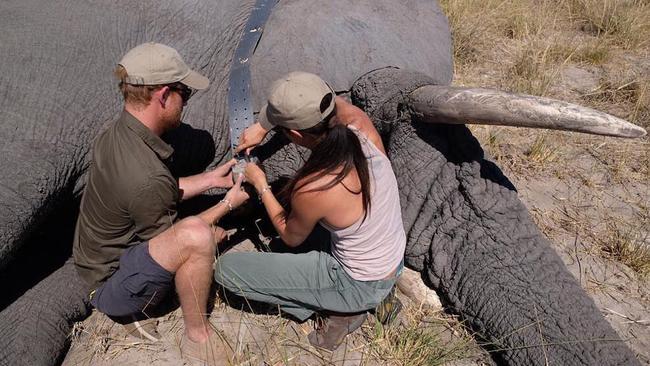 Prince Harry and his wife Meghan Markle, during their 2017 trip to Botswana, where they helped with the Elephants Without Boarders program. Picture: Instagram @sussexroyal