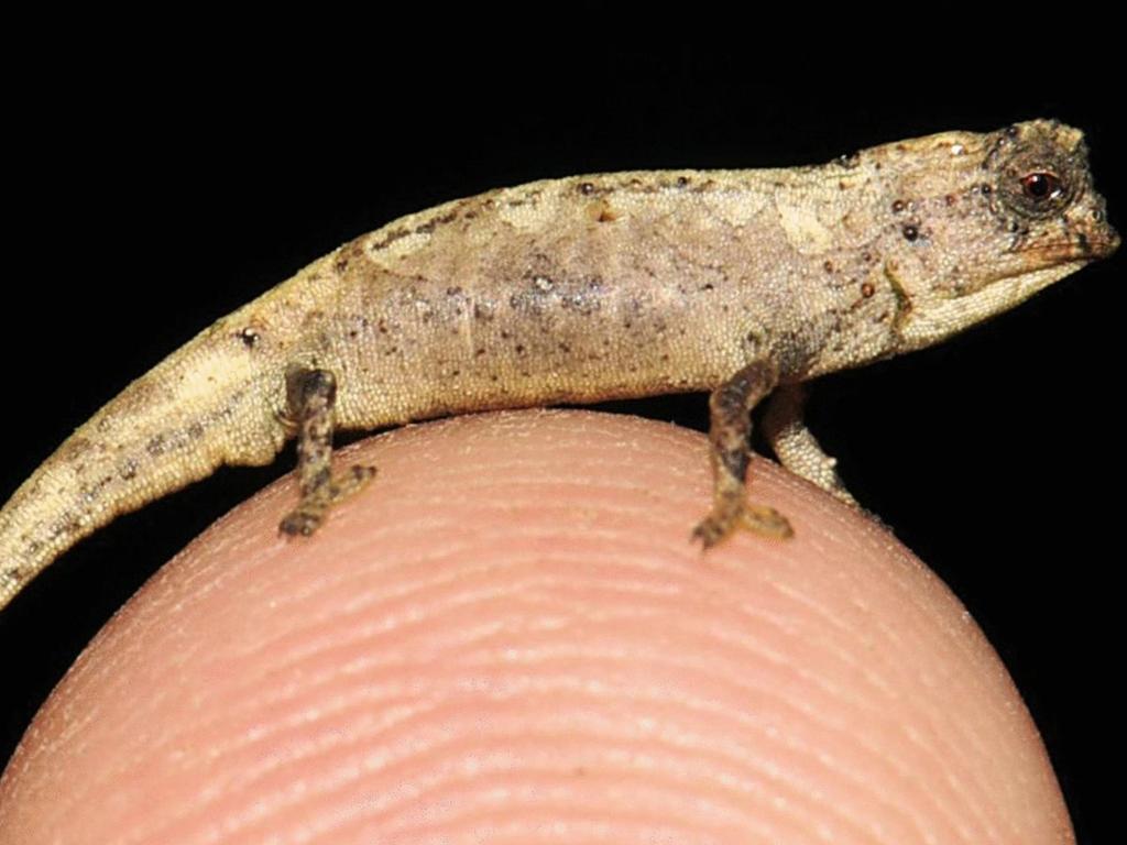 The tiny chameleon named Brookesia nana