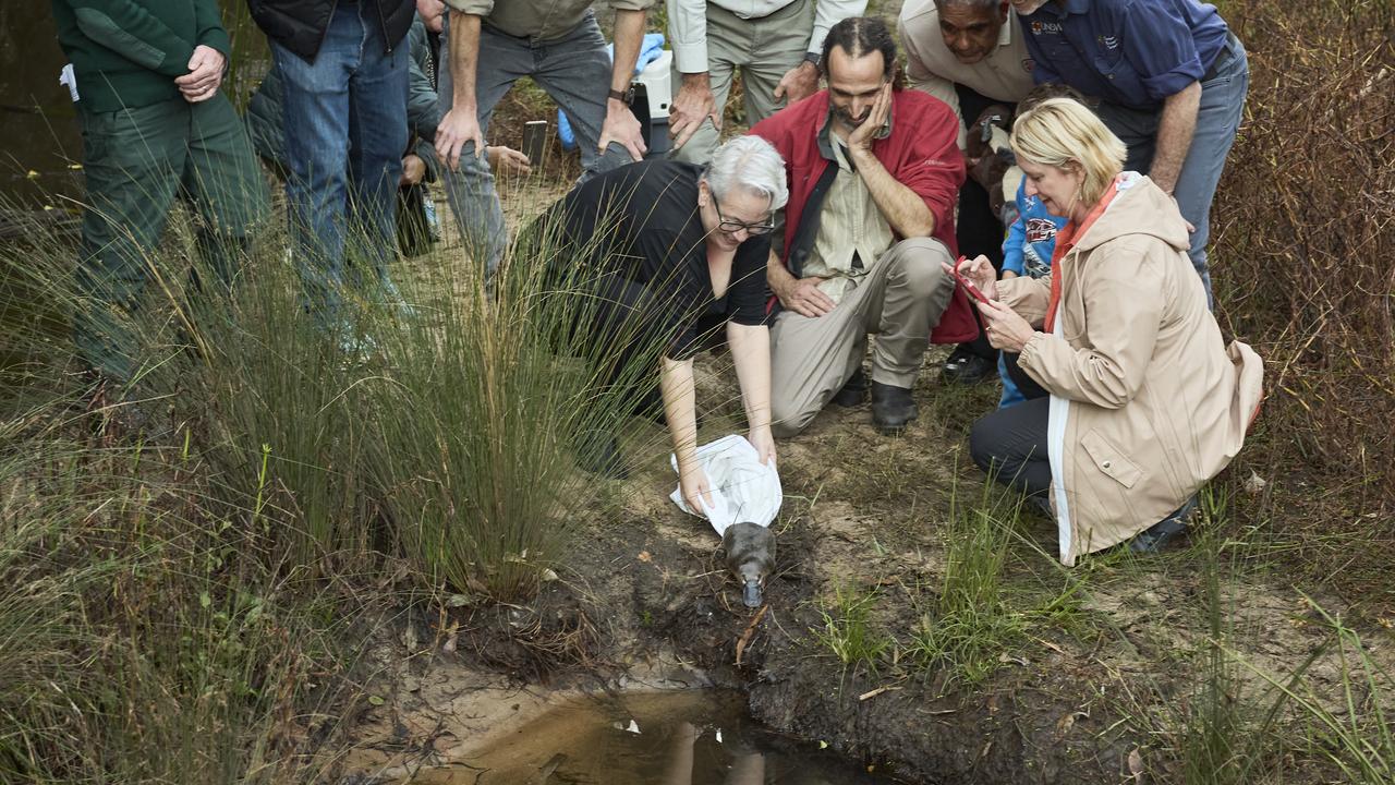 Environment Minister Penny Sharpe, Dr Gilad Bino, Heathcote MP Maryanne Stuart helped released the platypus in Royal National Park. Picture: Supplied