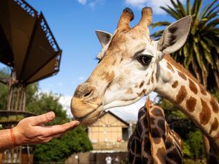 MELBOURNE, MAY 2, 2022: Melbourne Zoo has welcomed a gorgeous new 18-month-old Giraffe named Iris. Picture: Mark Stewart