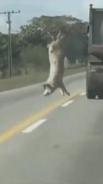 Pig jumps from slaughter truck