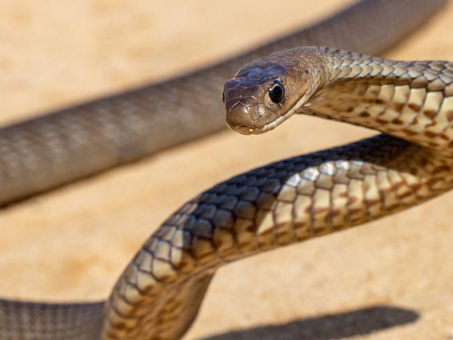 Australian Eastern Brown Snake being defensive