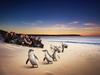 Phillip Island Penguin Parade
Photo courtesy Visit Victoria