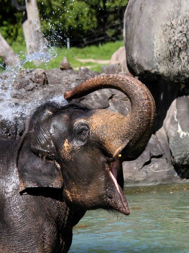 Burma’s arrival marks the first time SA has had an elephant in a zoo since in two decades. Picture: Supplied / Monarto Safari Park