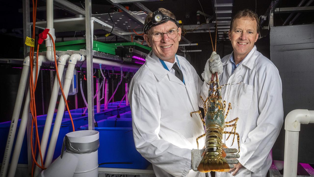 IMAS Research Hub Director Professor Greg Smith holds a 3 year old tropical rock lobster and industry partner Ornatas CEO Scott Parkinson at Taroona. Picture: Chris Kidd