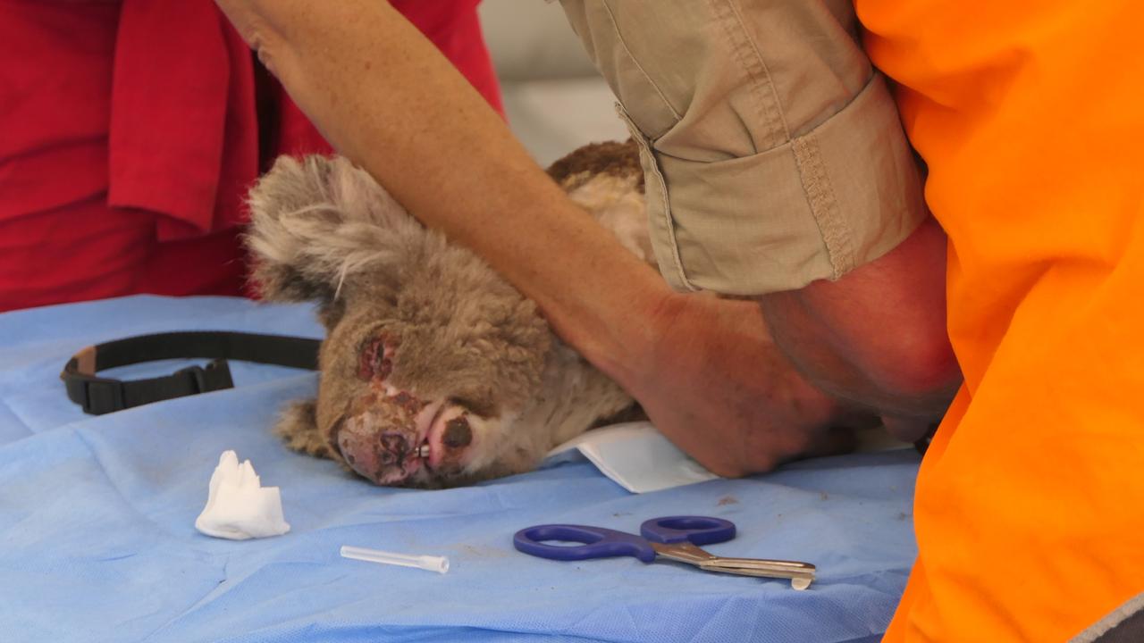 An injured koala is treated on Kangaroo Island. Picture: Max Uechtritz. Source: Channel 7