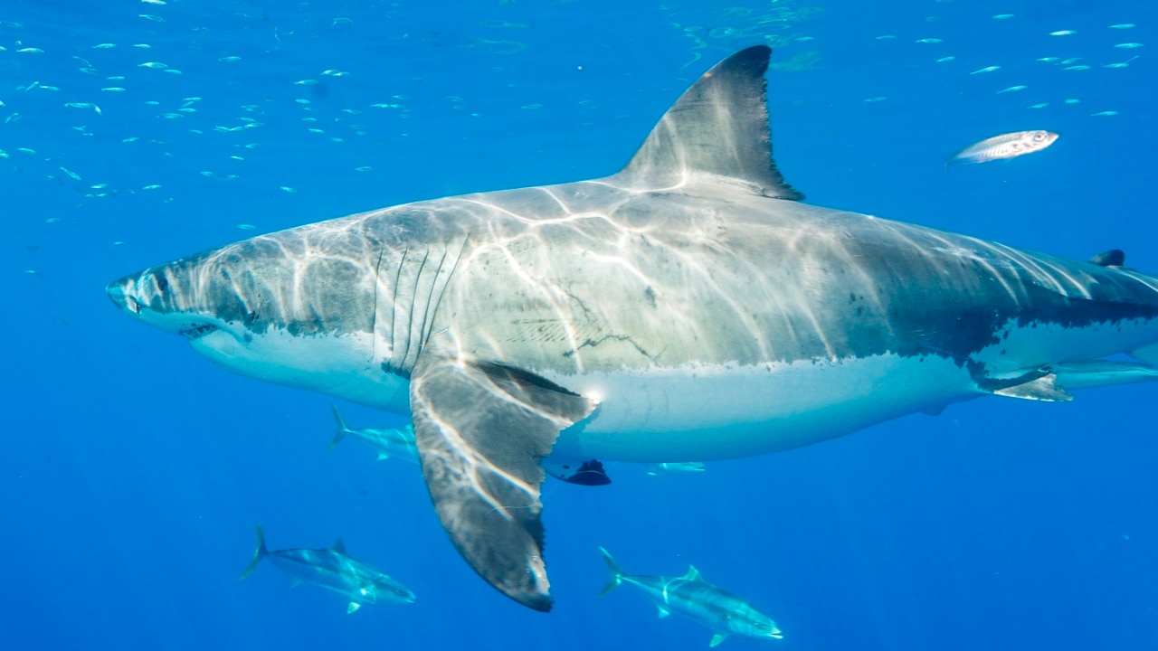 Qld govt fights against shark cull ban