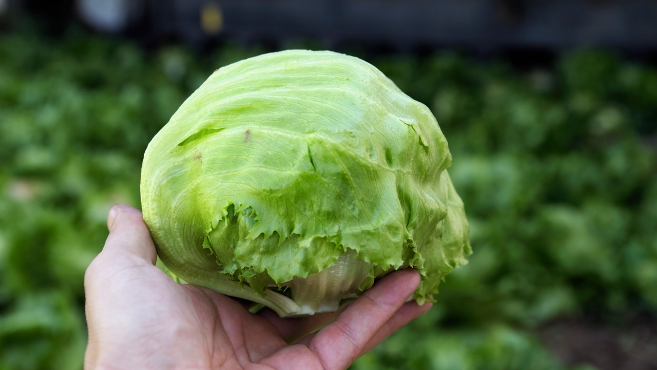 Shoppers outraged as price tag for iceberg lettuce jumps as high as 12