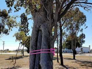 SAFE FROM ROADWORKS: One of the identified scarred trees on the western side of Dalby. Picture: Contributed