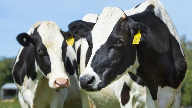 Bright future: Support for the initiatives of the new Dairy Plan could lead to a progressive five years for the sector, says the plan’s chairman. Picture: Zoe Phillips