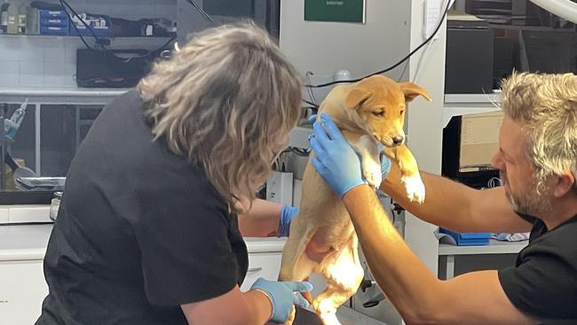 One of the 10-week-old puppies being examined by Zoos SA workers. Picture: Zoos SA