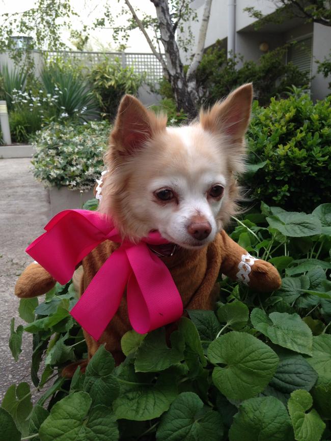 Peaches, the perfect lil Christmas bae. Picture: Nicole Abbott