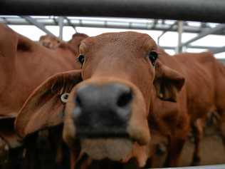 Gassy cattle contribute to the nation's overall greenhouse gas emissions, but scientists are mass producing a solution. Picture: Zizi Averill