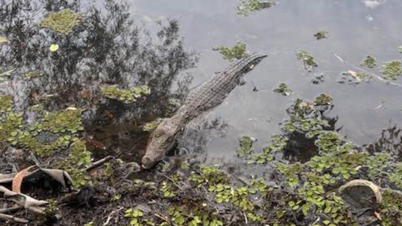 ‘Traps set’: Croc yet to be captured at Top End dog walking spot