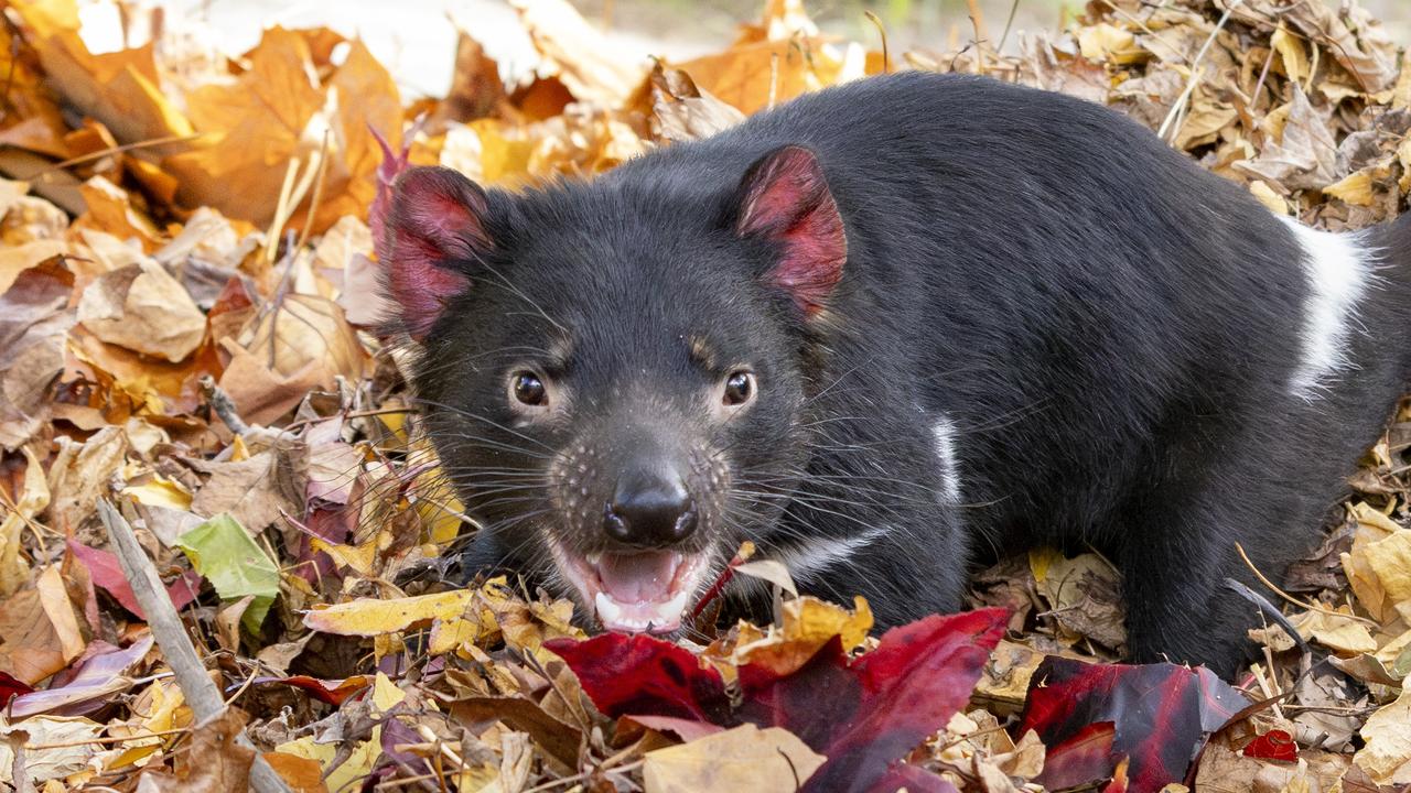 A vaccine trial will soon begin in the hope of protecting Tasmanian devils from extinction. Picture: Zoos Victoria