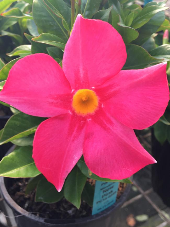 Mandevilla ‘Pink Perfection’