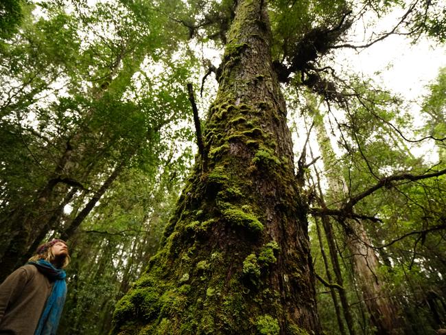 Tall timber in the Franklin forest.