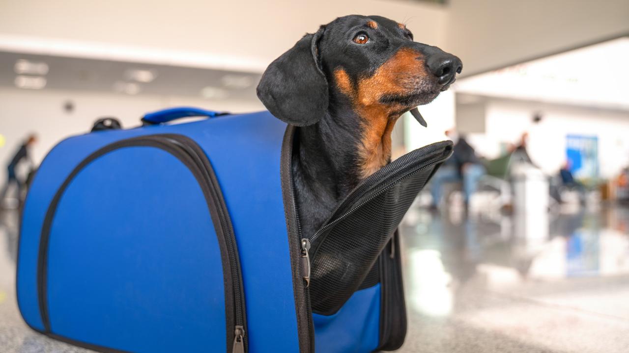 Virgin’s pet trial makes air travel a ‘lottery’