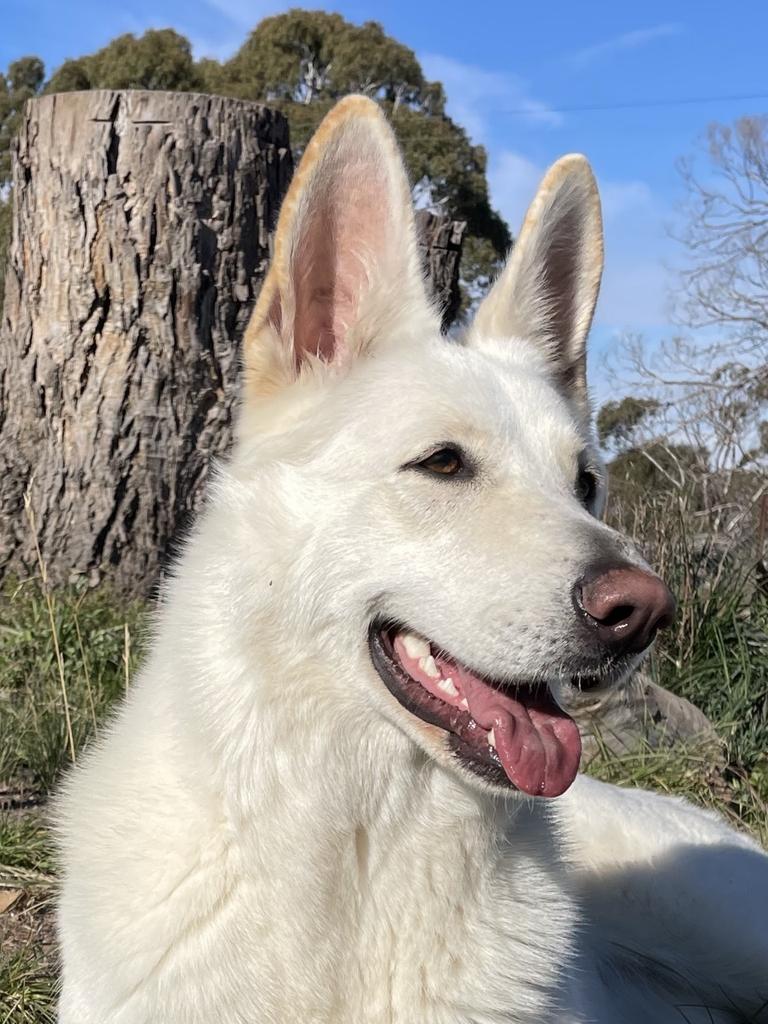 Yukon the pure bred white swiss shepherd, submitted by Ariella Moro from Bombala