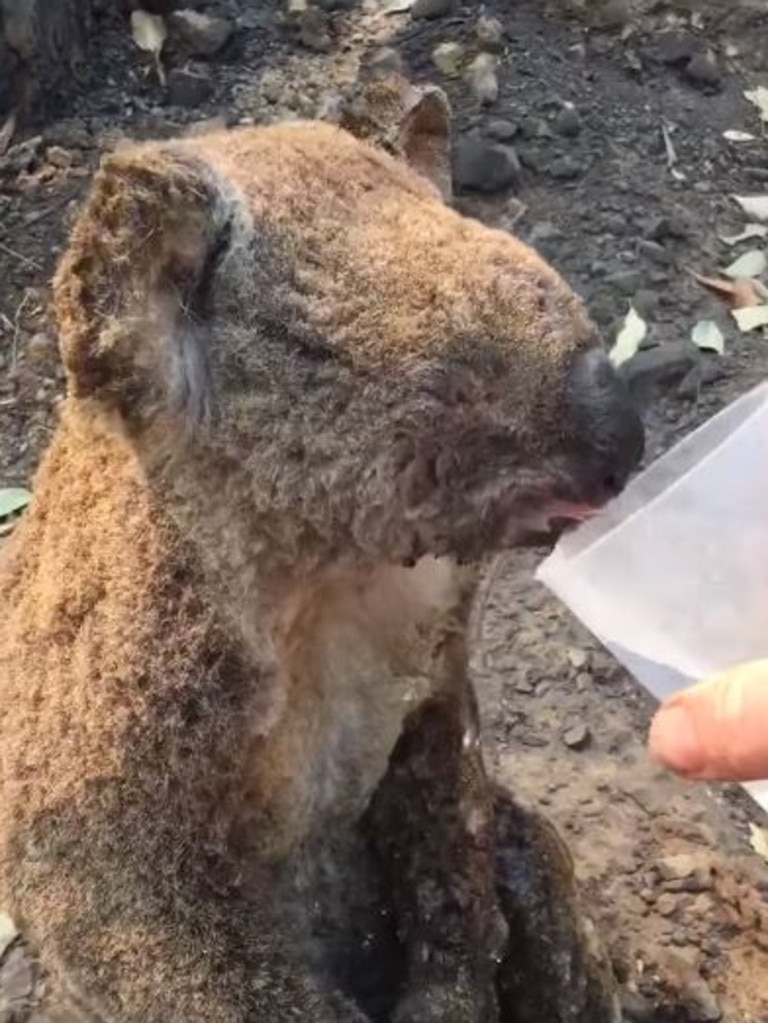 She had injuries all over her body. Picture: Koala Hospital Port Macquarie/Facebook