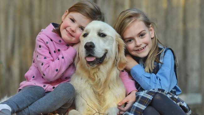 Sully the Golden Retriever with owners Chloe Stapleton, 4 and Isabella Stepleton, 6. Unlike many other dogs Sully survived megaesophagus. Picture: Tony Gough