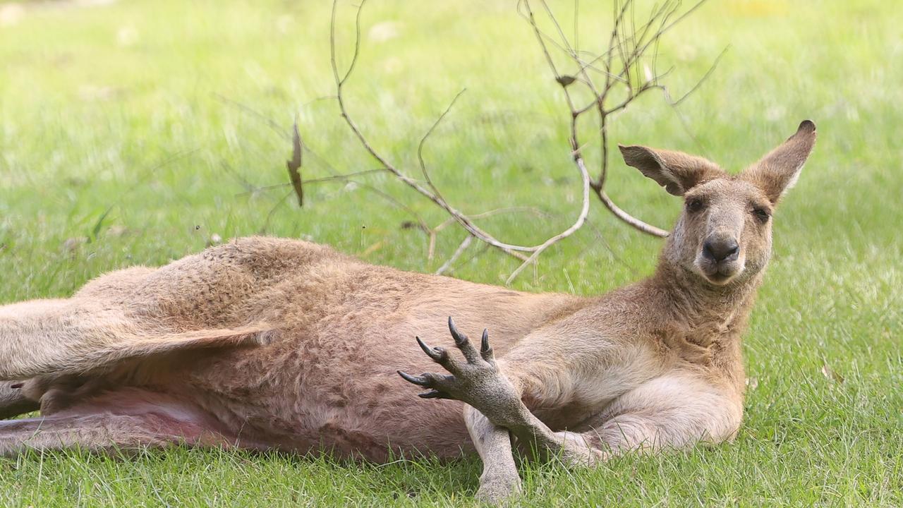 Man hospitalised after kangaroo attack at Moyston | Herald Sun