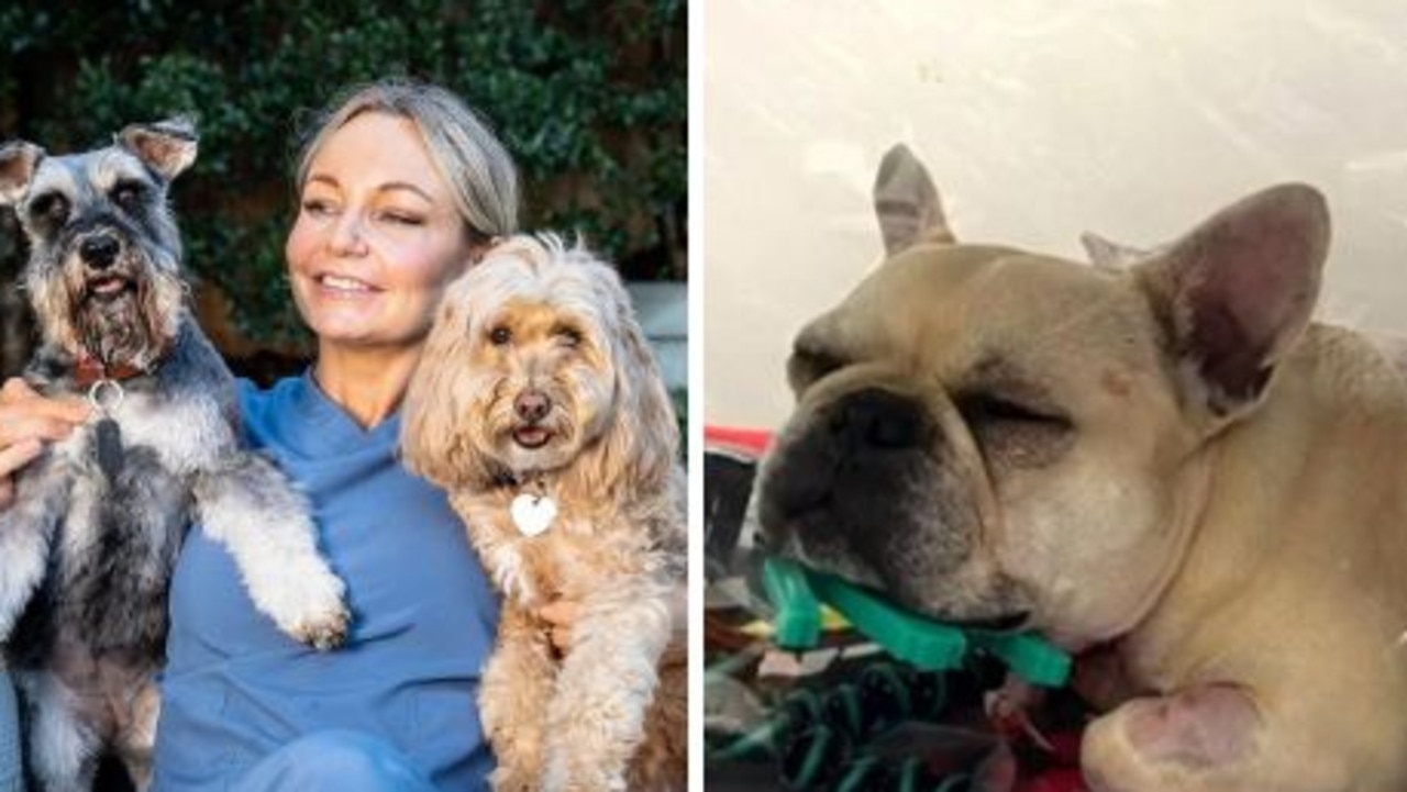 Vet Abbie Tipler has criticised a couple for complaining about the price of their french bulldog's vet bill. Picture: Instagram/ACA