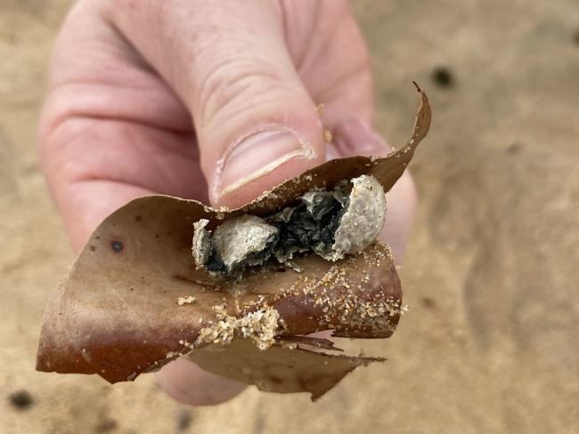 Nine beaches on Sydney's Northern Beaches have been closed after mysterious grey balls of pollution have washed ashore prompting authorities to warn people not to enter the water. Picture: Northern Beaches Council