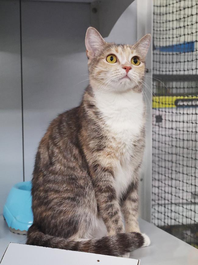 PetStock Cairns hosting an animal adoption drive for animal shelter charities this Saturday, to coincide with National Pet Adoption Month. PetStock Cairns sales assistant Jaylia the two year old domestic short hair cat is available for adoption from Adopt Me Kittens. Picture: Brendan Radke