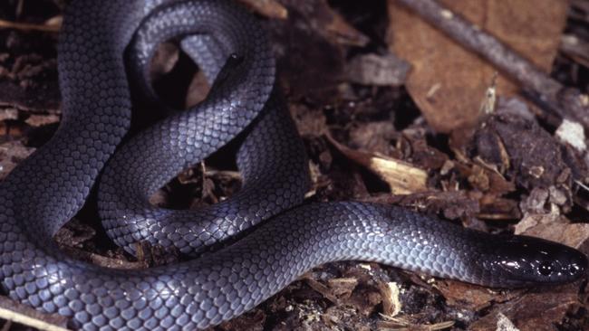 Eastern small-eyed snake. Source: DELWP