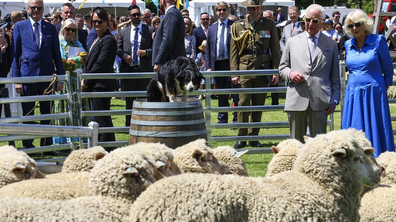 Watching the sheep dog trials at Parramatta Park. Picture: NewsWire / POOL / Toby Melville