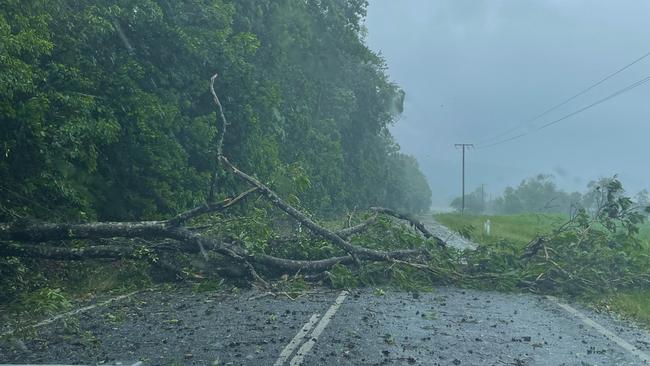 A fallen tree blocks access along Daintree-Mossman Rd. Picture: Peter Carruthers