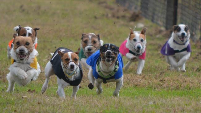 Jack russell terrier store racing