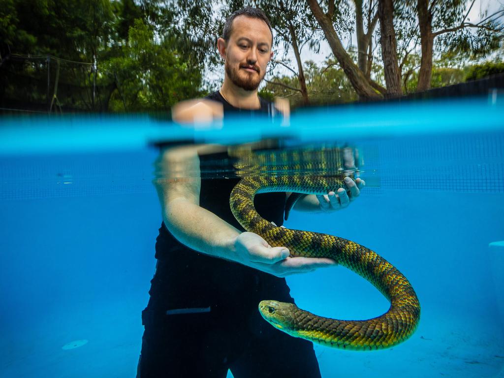 <p>Mark Pelley, known as The Snake Hunter, carefully handles a tiger snake discovered in a swimming pool. With hot weather prompting snakes to seek cooler spots, encounters like this are not uncommon. Tiger snakes are highly venomous, so caution is essential. Picture: Jake Nowakowski.</p>